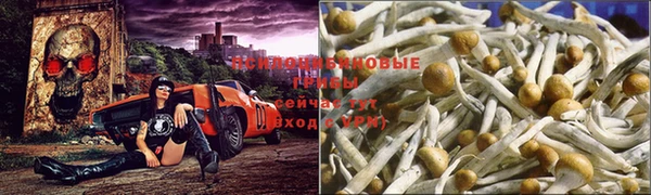 ГАЛЛЮЦИНОГЕННЫЕ ГРИБЫ Балахна